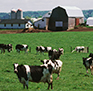 Dairy Revenue Protection Image