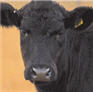 crop-cow