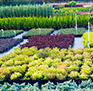 Nursery
