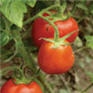 crop-tomatoes