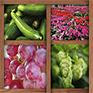 Whole Farm Revenue Protection(1)
